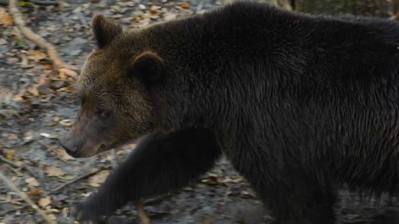 Stay ‘bear Aware’ As They Come Out From Hibernation | Utah News