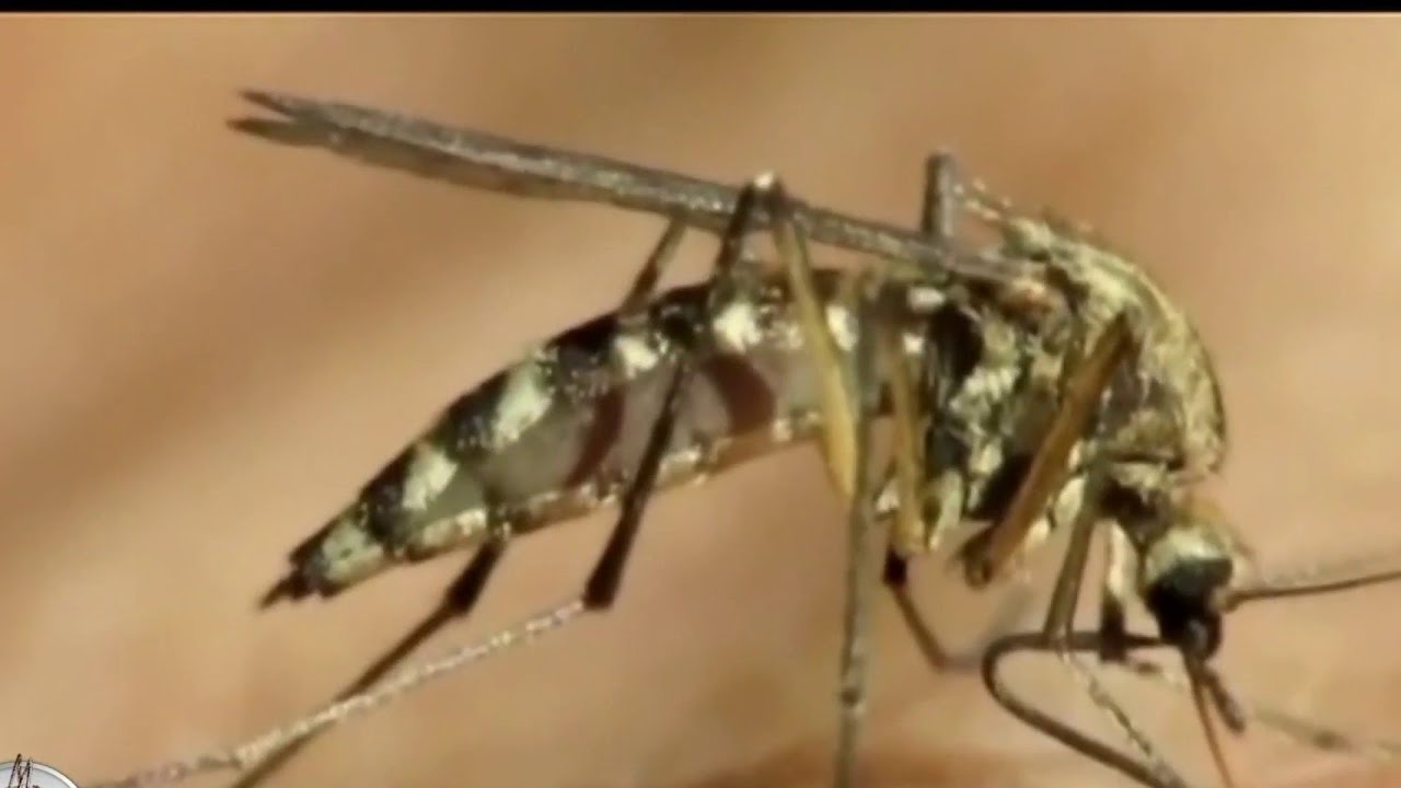 Study Shows Your Soap Could Make You A Magnet For Mosquitos | Houston