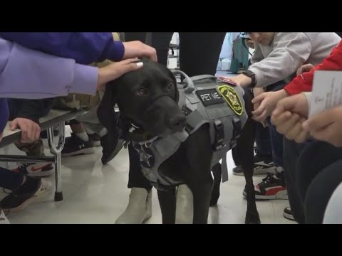 Suburban Students’ Essays Lead To Emotional Support Dog