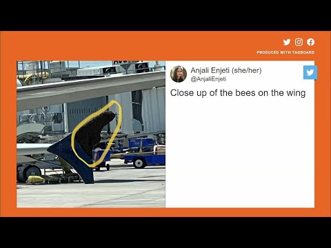 Swarm Of Bees Delays Delta Flight For Hours In Houston