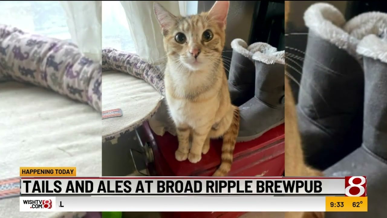 Tails And Ales At Broad Ripple Brewpub