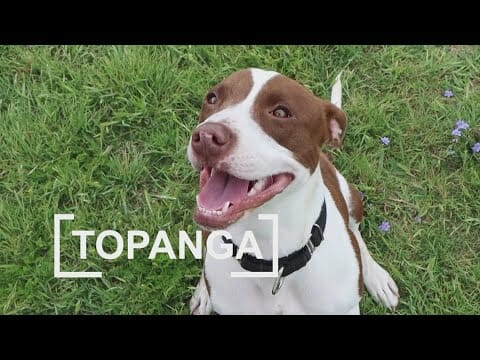 Tailwaggers: Meet One Year Old Topanga!