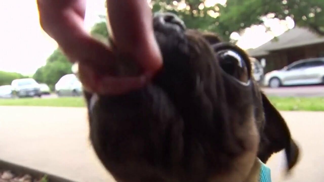 Texas Pug Hospitalized After Eating Discarded Weed While On Walk | Houston