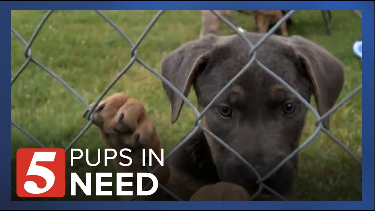 These Abandoned Puppies Could Use Your Help. Here’s How You Can.