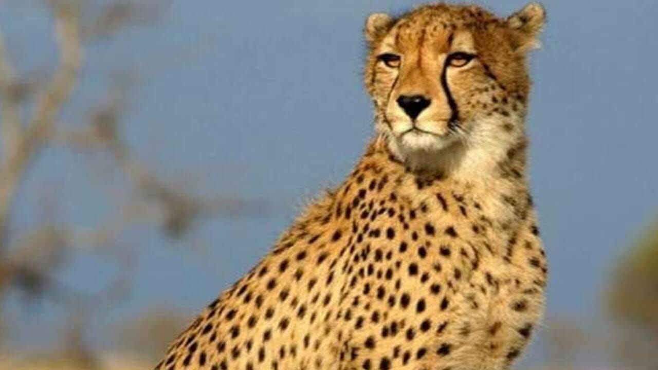 Third Cheetah Dies At Madhya Pradesh’s Kuno National Park | Econ Times