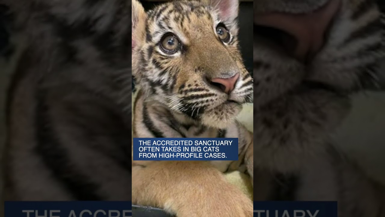 Tiger Cub Rescue