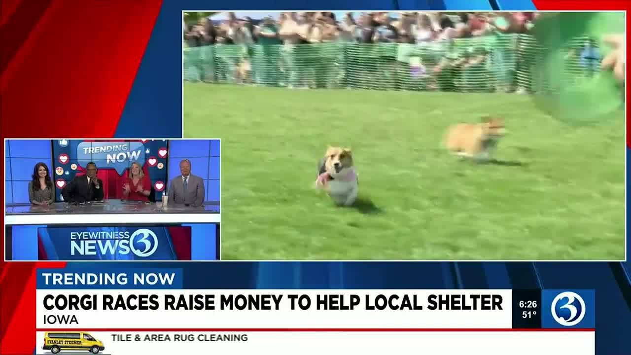 Trending Now: Corgi Race