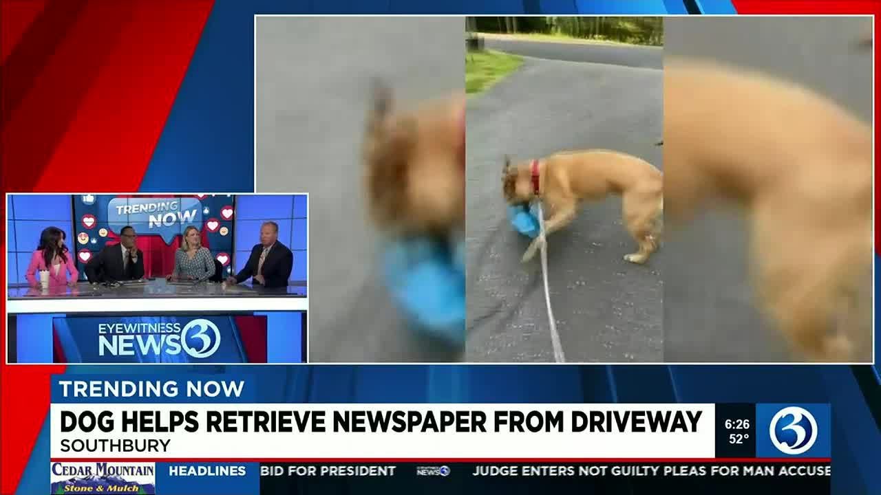 Trending Now: Dog Helps Retrieve Newspaper From Driveway