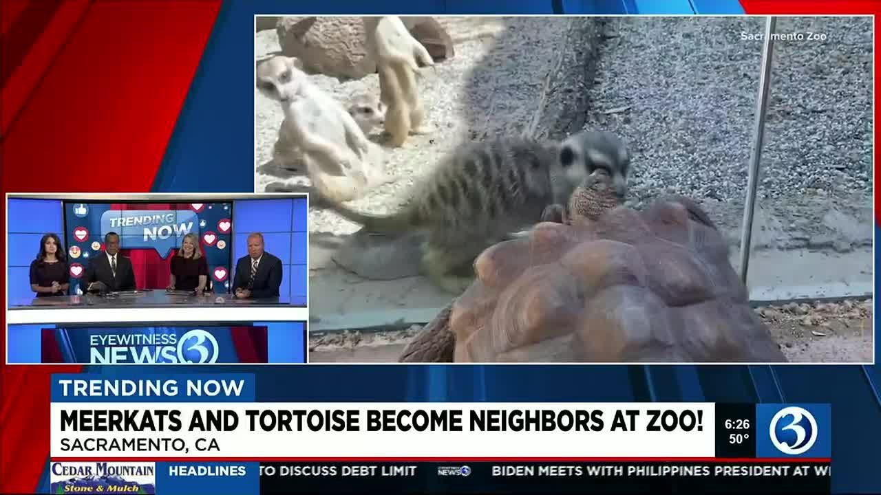 Trending Now: Meerkats And Tortoise Become Neighbors