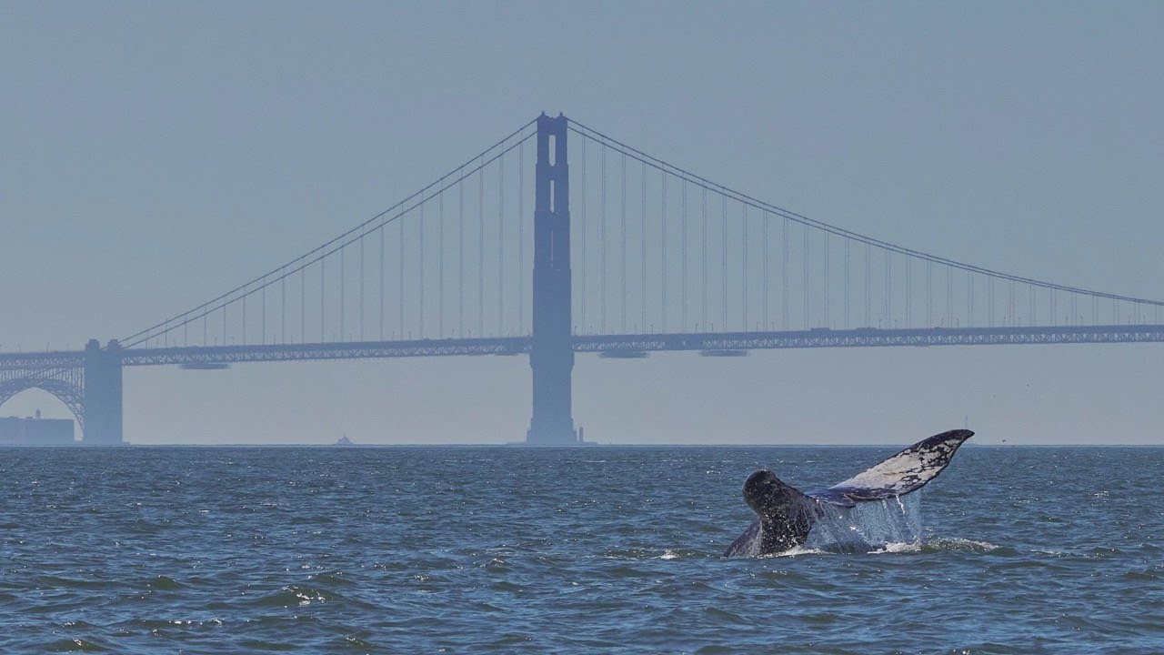 Two Whales Wash Ashore In One Week