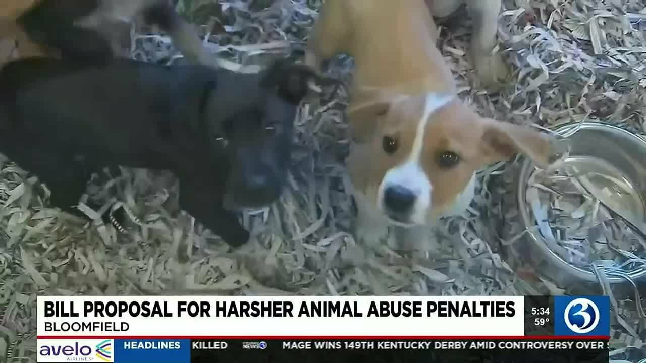 Video: Animal Abusers May Soon Face Stricter Penalties