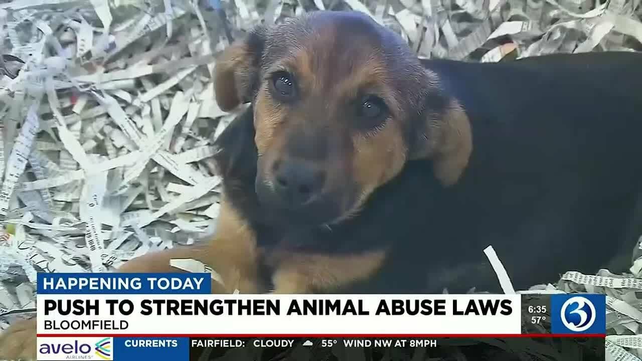 Video: Plans To Strengthen Animal Abuse Laws Set To Be Announced