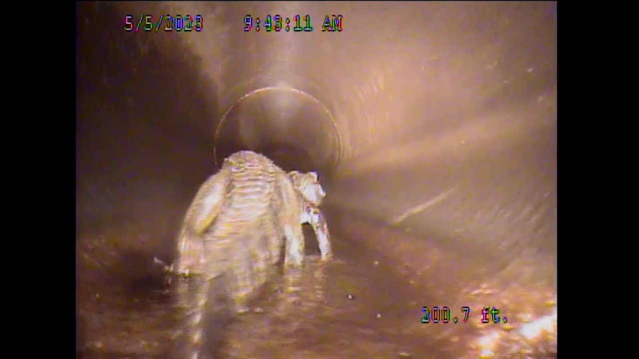 Video Shows Alligator In Oviedo Storm Pipe