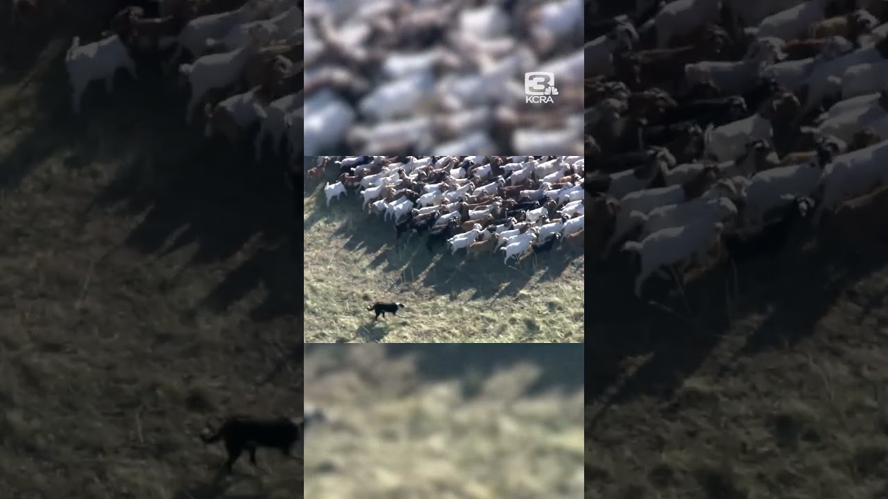 View From Above: Border Collies Herd Goats In Sacramento County