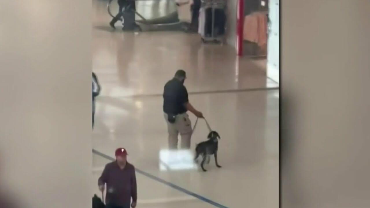 Viral Video Shows Handler Aggressively Pulling Dog At Detroit Metro Airport | Detroit News