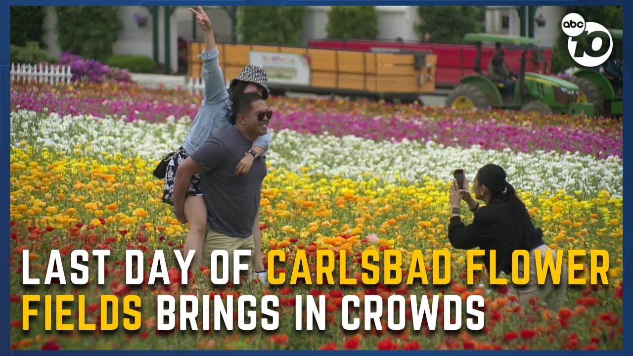 Visitors enjoy beauty of Carlsbad Flower Fields on final day | San Diego News