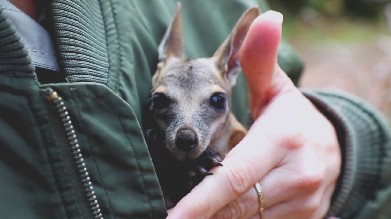 Wallaby Joey Receives Keeper Care Following Mom’s Health Scare | Houston