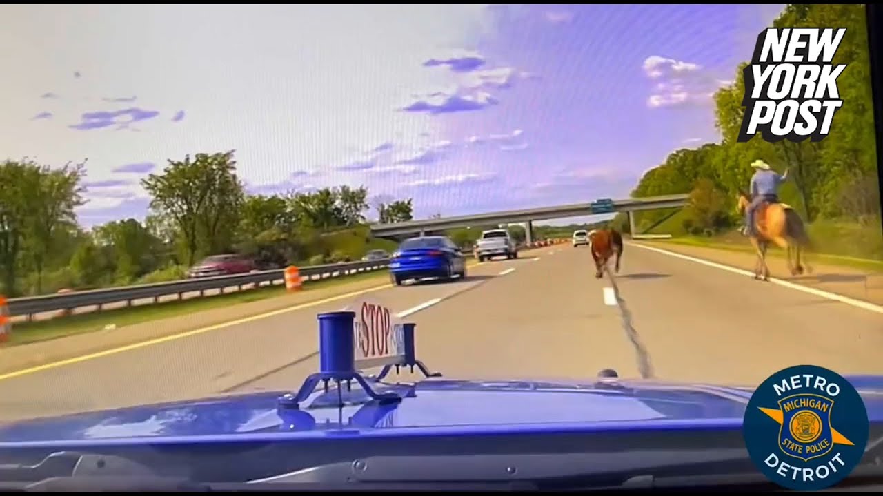 Watch A Michigan Cowboy Tame A Runaway Cow On The Highway | New York Post