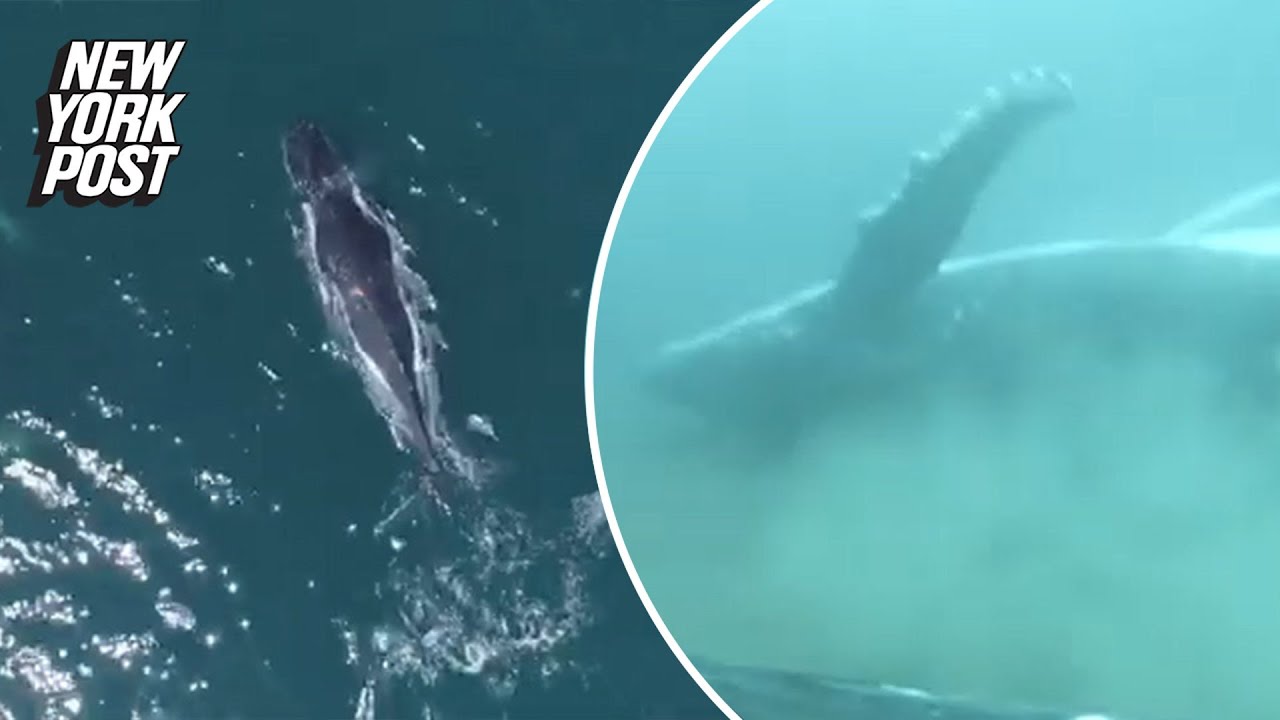 Watch: Humpback Whales Use Sandy Ocean Floor For Exfoliating ‘spa Day’ | New York Post