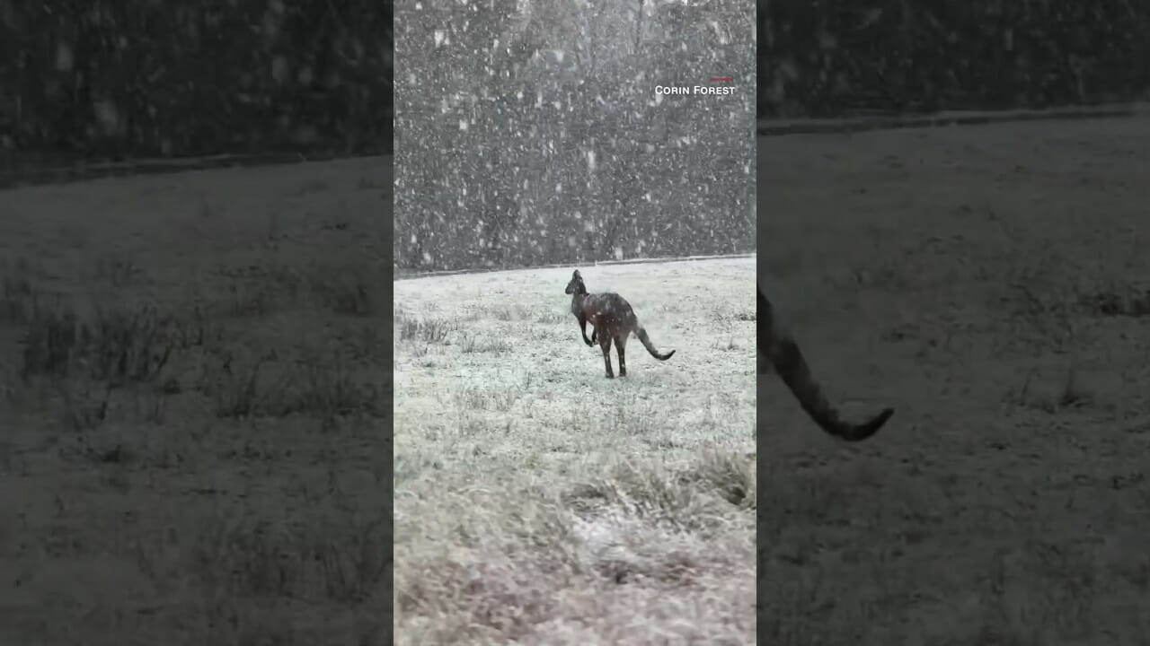 Watch Kangaroos Hop Through Snow As Cold Front Hits Australia