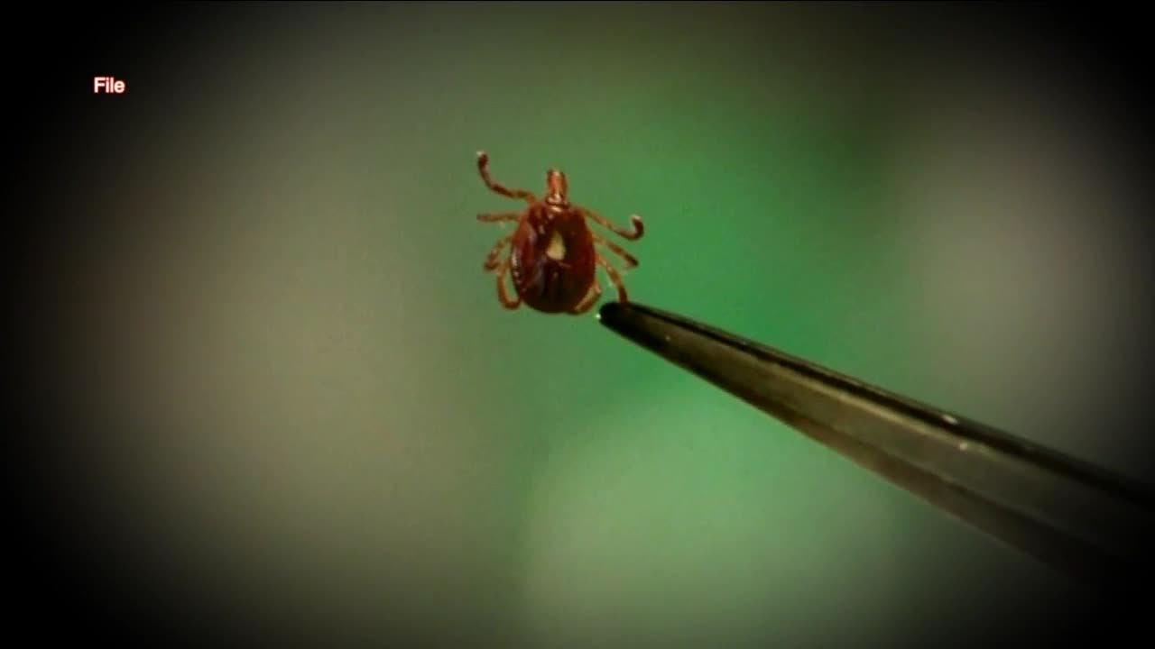 Watch Out For Ticks Ahead Of Summer