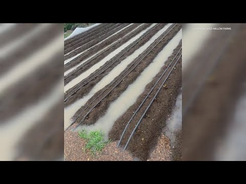 Wild Willow Farm Still Recovering After Floodwaters Destroyed Their Crops