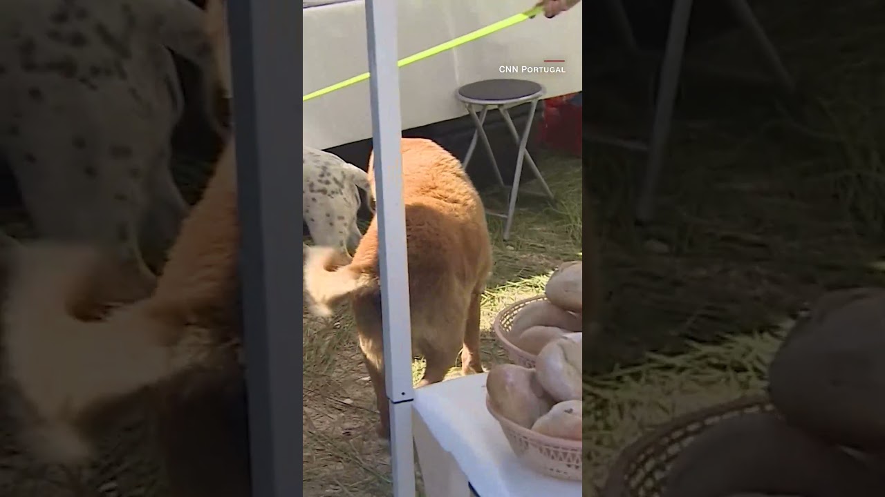 World’s Oldest Dog Celebrates 31st Birthday