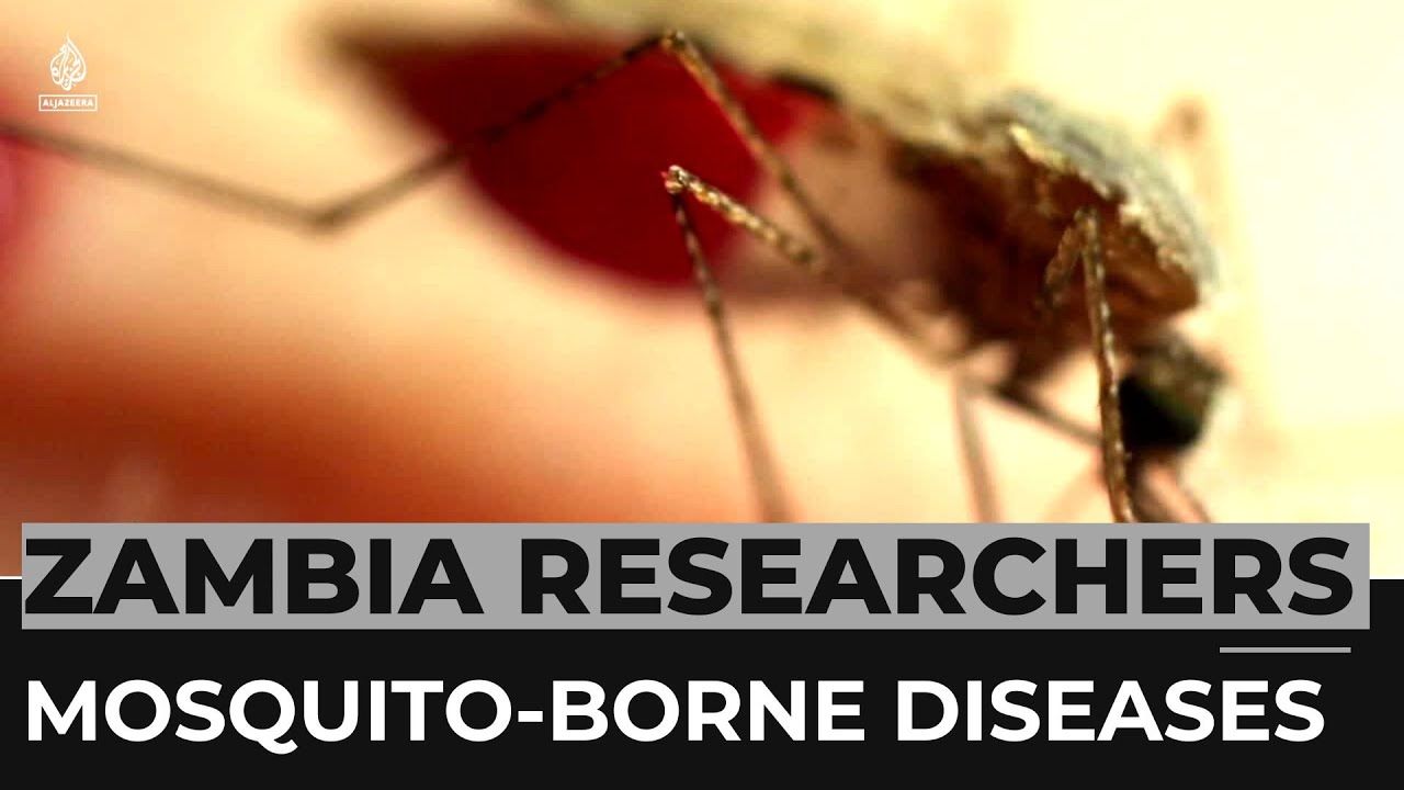 Zambia Researchers Probe Scents To Beat Mosquito Borne Diseases