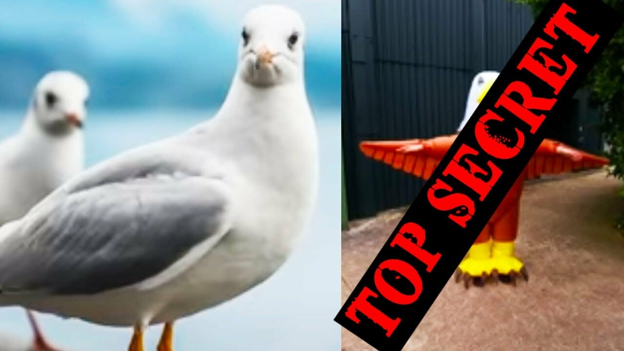 Zoo Deploys “secret Weapon” To Scare Away Seagulls