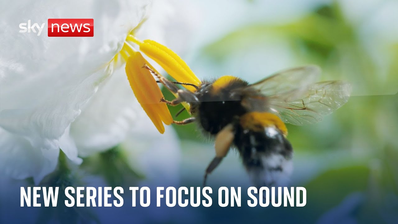 Never before heard sounds to be released in David Attenborough’s new series