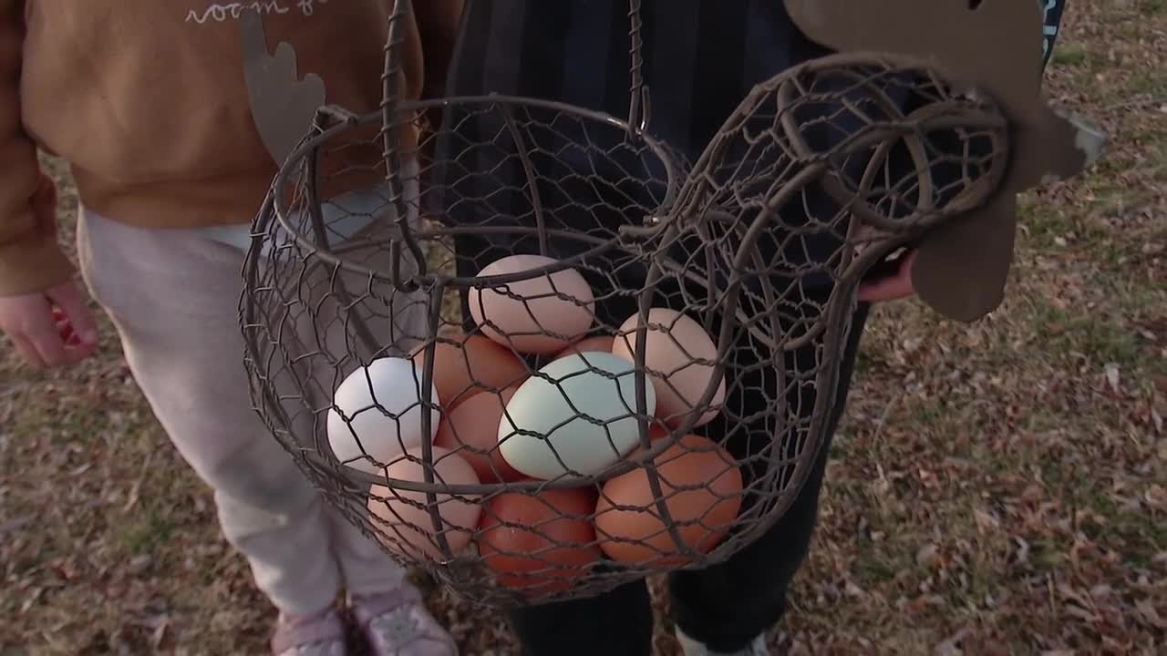 Backyard chickens prove to be a gamechanger for some Utahns | Utah News