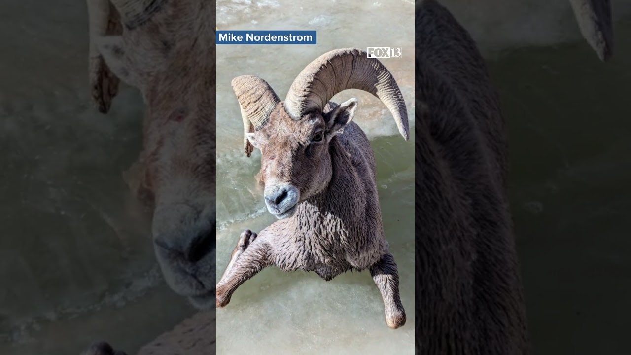 Utah man rescues bighorn sheep from icy San Rafael River | Utah News