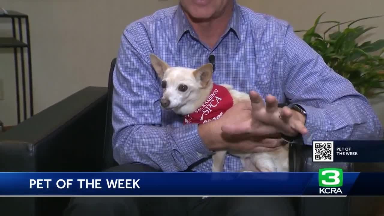 Pet Of The Week: Meet Gigi