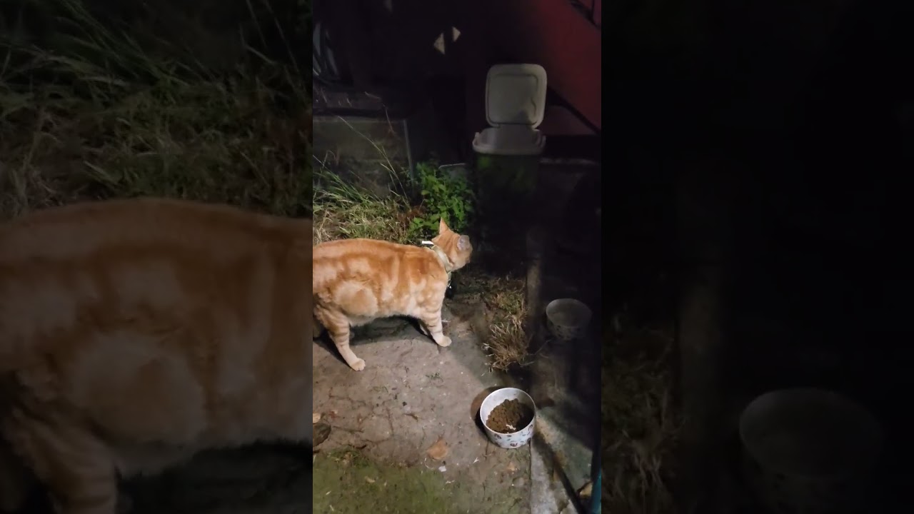 Cheddar The Cat Vs George Cooney #animal #oaklandathletics #wildlife #baseball