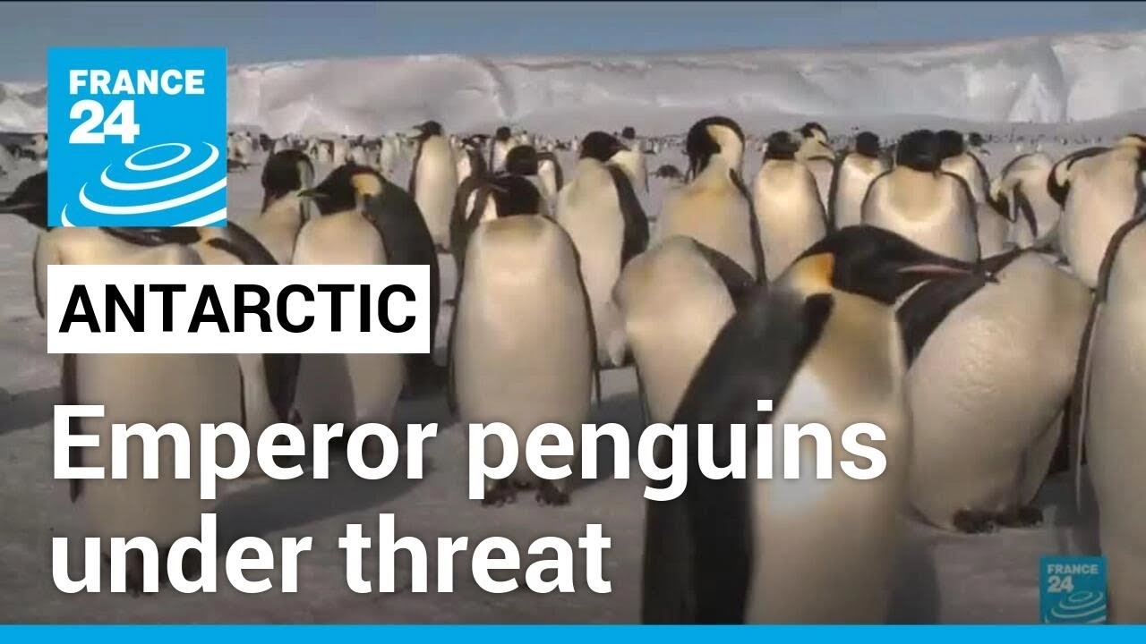 Loss Of Antarctic Ice Decimates Emperor Penguin Chicks, Study Says • France 24 English