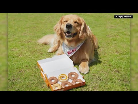 Krispy Kreme Selling Limited Time Pumpkin Spice Doggie Doughnuts