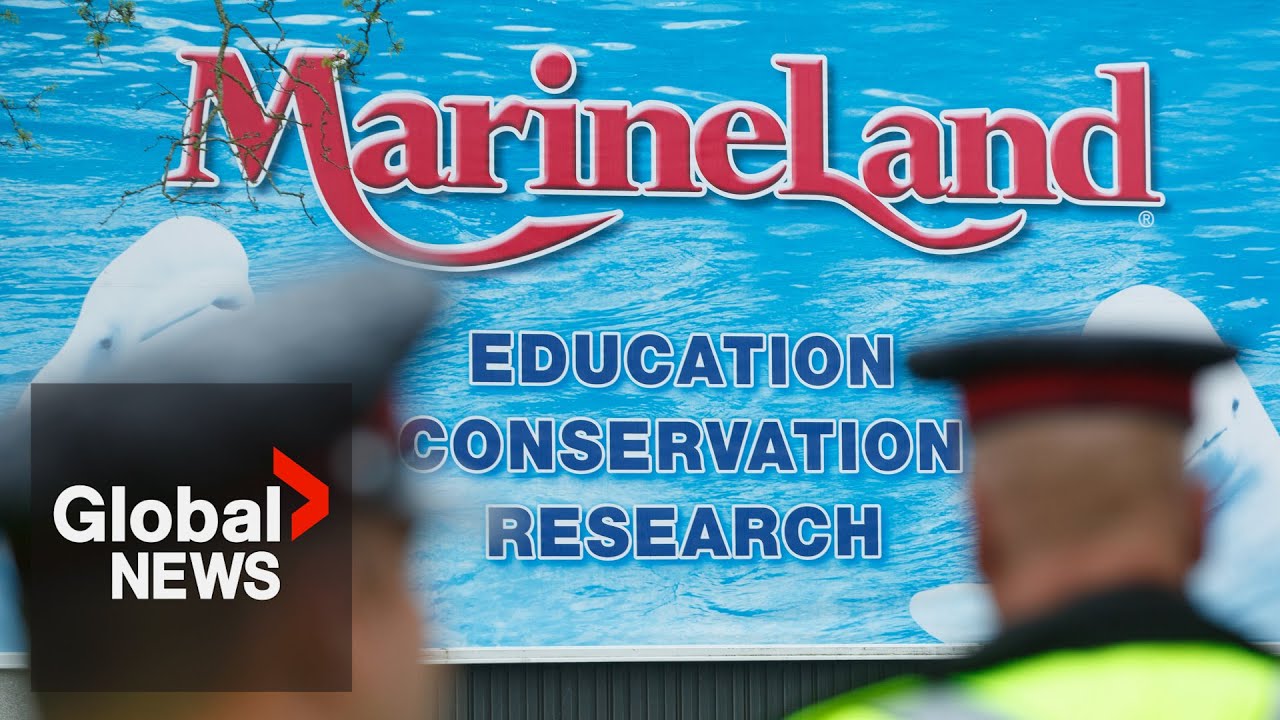 Marineland: New Investigation Reveals Over A Dozen Whales Have Died In Last 4 Years