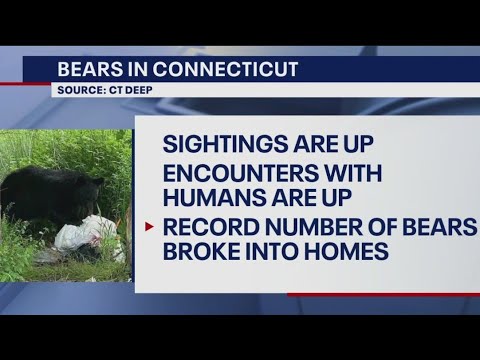 Bear Sighting On The Rise Across The Tri State