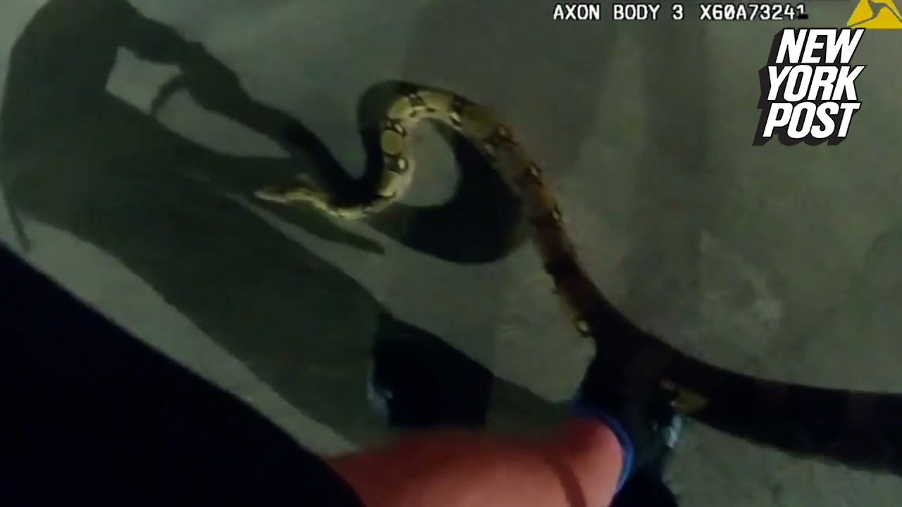 Massive Python Wrangled In Texas Parking Lot By Cop Dubbed The ‘snake Whisperer’