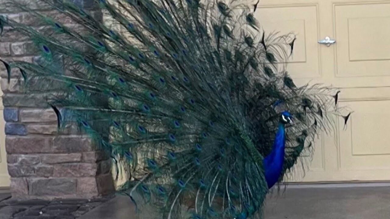 Pet Peacock ‘pete’ Killed After Shot With Arrows In Las Vegas Neighborhood