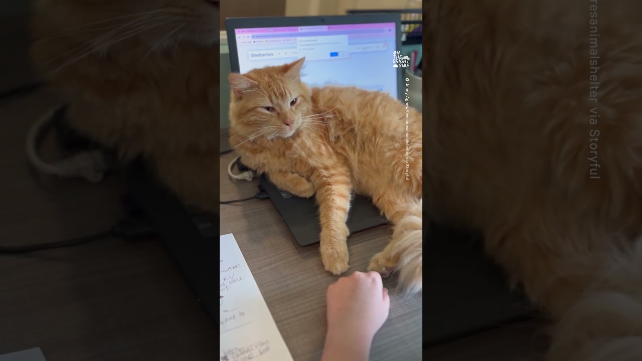 Adorable Rescue Cat Blocks Animal Shelter Worker’s Computer Seeking Cuddles