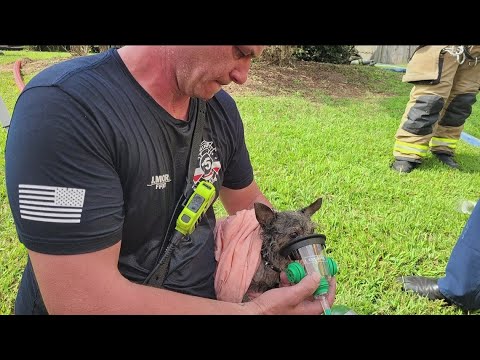 Animals saved from Lawrenceville house fire: Gwinnett Fire