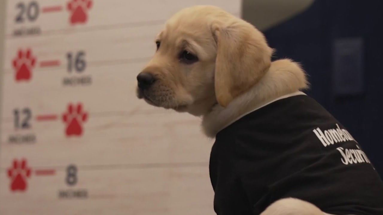 Canine Companions Need Volunteers To Help Raise, Train Puppies | Detroit News