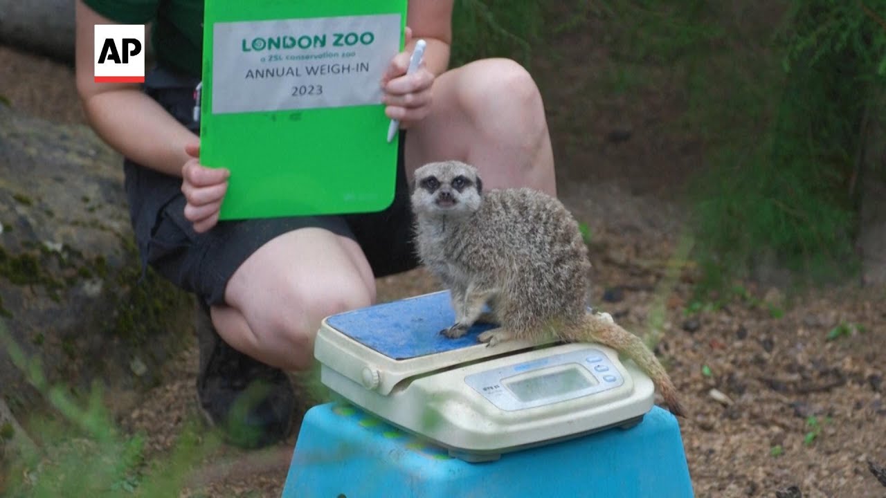 London Zoo Weighs And Measures Animals In Annual Stocktake | Ap