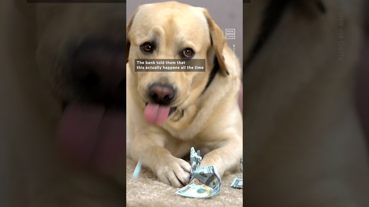 Family Dog Eats Nearly $4,000