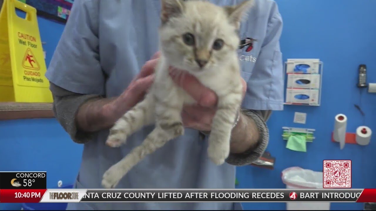 Flying Tails: Rescuing A ‘special Needs’ Kitten