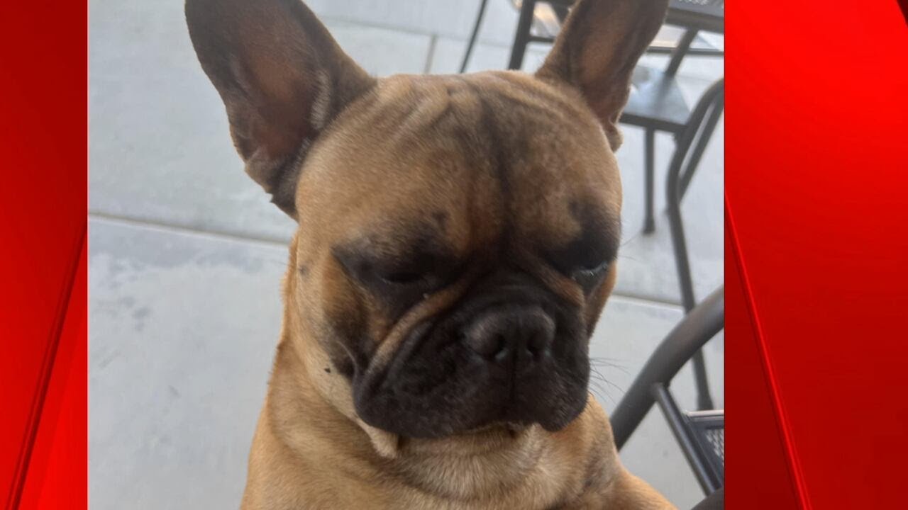 French Bulldogs Stolen At Gunpoint While On Walk In North Las Vegas