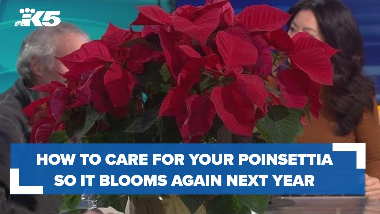 Gardening Guru Ciscoe On How To Save Poinsettias For Next Year