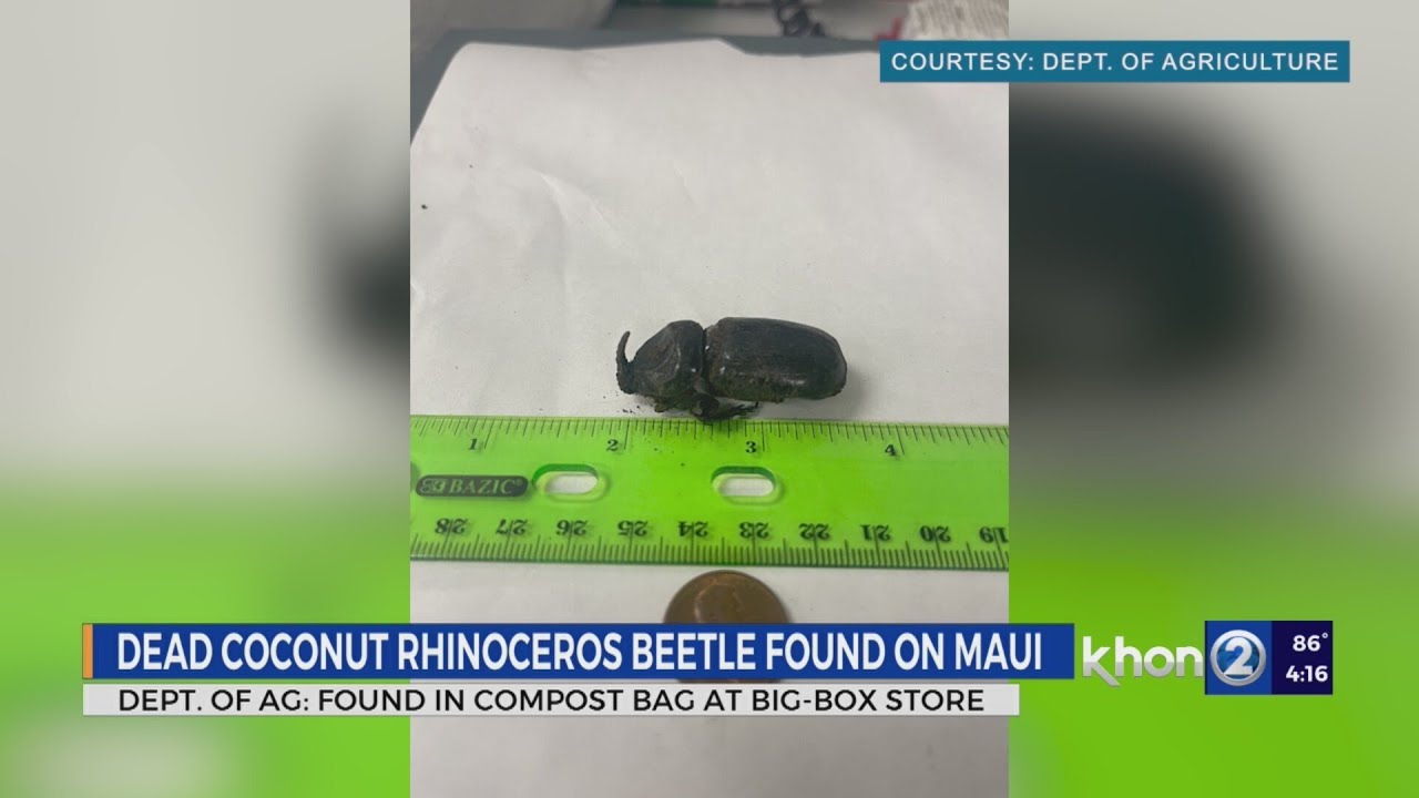 Invasive Bug Found Dead On Maui