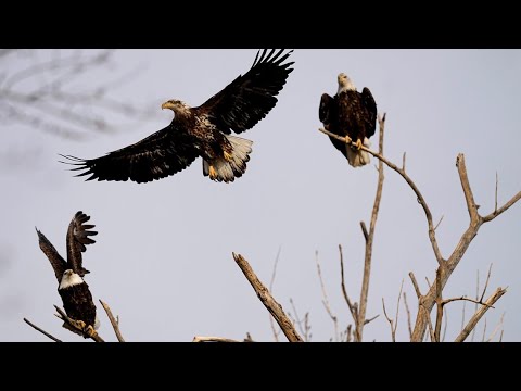 It’s Peak Eagle Watching Season In Missouri | St. Louis News